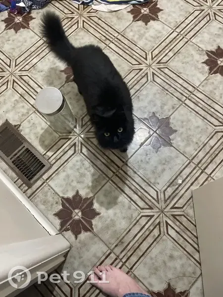 Lost cat, Edmondson Street, 33, Melbourne - female - photo