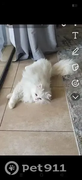 Lost cat, Simbithi Drive, Ballito - male Persian chinchilla - photo