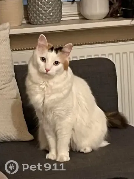 Lost cat, Sinclair Gardens, 4, Kensington - female, very shy - photo
