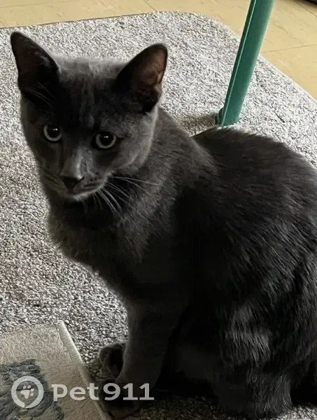 Lost cat, Sirkon Avenue, Lenasia, Soweto - male, black/grey, shaven back area - photo