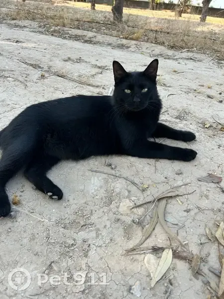 Perdido gato macho, Elche - castrado y muy cariñoso - photo