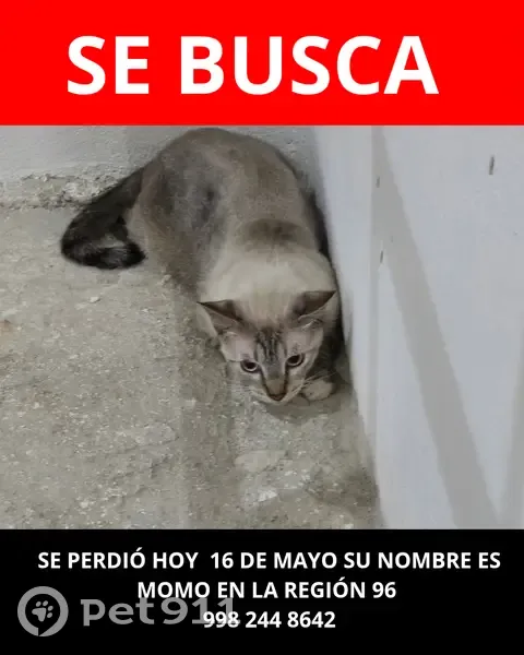 Gato perdido macho, Calle 26 A, Cancún - cola de tigre y ojos azules - photo