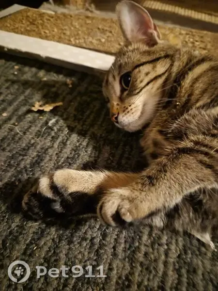 Lost cat, West 61st Street, Minneapolis - female - extra toe on front paws - photo
