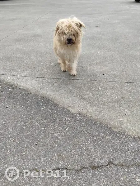 Encontrado perro, Toén, Ourense - manso y sin collar - photo