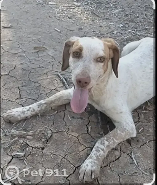 Encontrado perro hembra, Autopista del Mediterráneo, Crevillente - dócil y familiar - photo