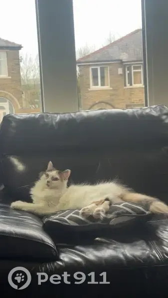 Lost cat, Savile Drive, Halifax — white with brown and black patches, scar near eye - photo