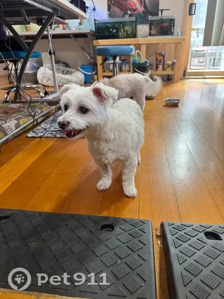 Lost dog, Hillview Avenue, 27, Melbourne - friendly, no collar - photo
