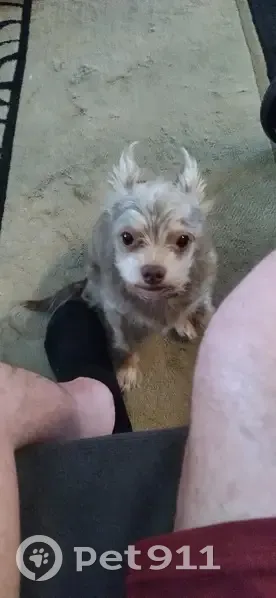 Lost dog, Hawkins Drive, Belton - male chihuahua - photo