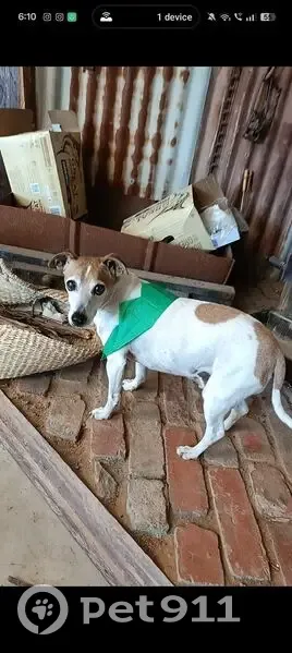 Lost dog, male, Centre Road, 15, Melbourne - surgery scar on left leg - photo