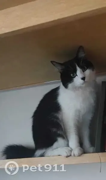 Gato desaparecido Macho (brl002788) - photo