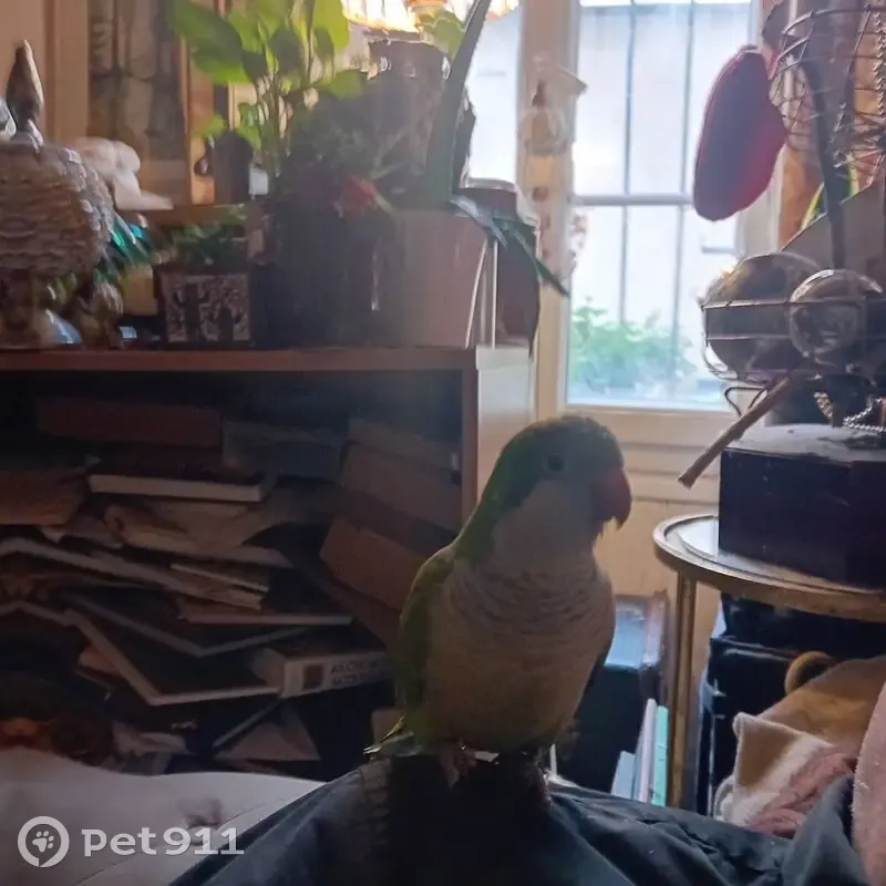 Perdue oiseau mâle, Villa d'Alésia, Paris - conure souris verte avec deux bagues - photo