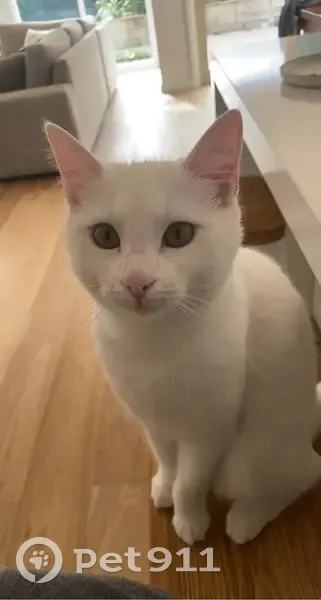 Lost cat, Latina Court, Melbourne - female, injured back leg, cone - photo