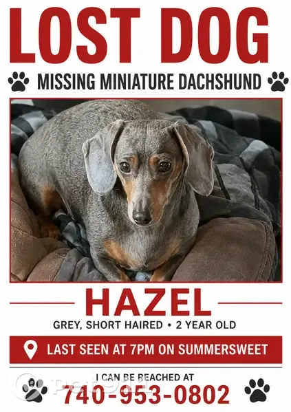 Lost dog, Blue Stem Drive, Orange Township, Powell - female dachshund with distinctive hair pattern on neck and shoulders - photo