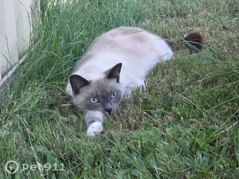 Lost cat, female, Endeavour Esplanade, Brisbane - photo