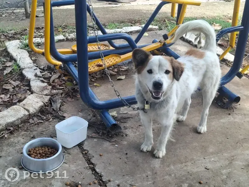 Cachorro encontrado Macho (brf002790) - photo
