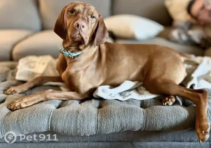 Lost dog, Paddrick Road, 3917, Broad Creek Park, Darlington - female, rust red color, docked tail - photo