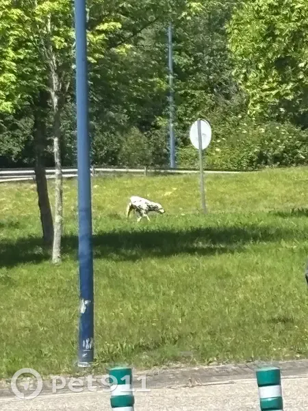 Encontrado perro, Rotonda Sur, A Garrida, Vigo - dálmata grande - photo