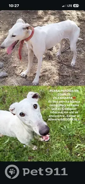 Perdido perro hembra, carretera de Villaharta hacia Pozoblanco, Cordoba - galga española blanca con bocado en una oreja - photo