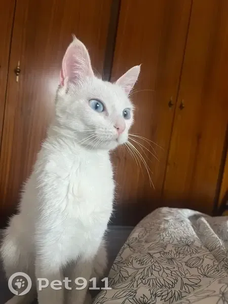 Encontrado gato hembra, Carrer de Lleida, Bellavista, Granollers - blanca con ojos azules - photo