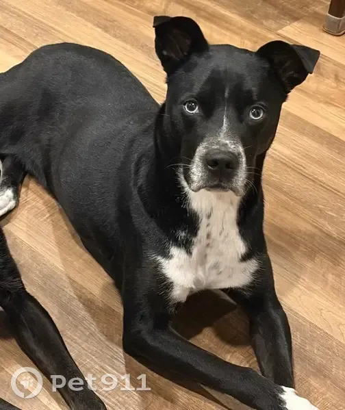 Lost dog, Broadmoor Drive, 440, Braselton - female - photo