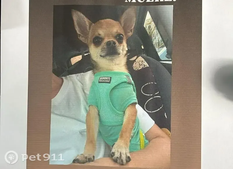 Perro perdido, Calle del Pal, Los Palacios y Villafranca - enfermo y necesita medicación - photo