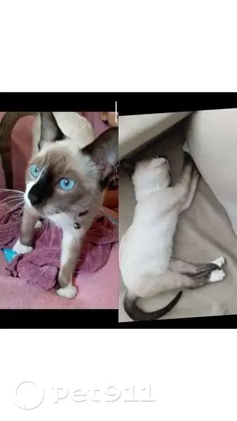 Gato desaparecido Fêmea (brl002791) - photo