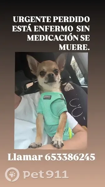 Perro perdido, Los Palacios y Villafranca, Andalucía - chihuahua canela enfermo - photo