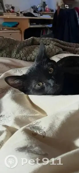 Perdido gato masculino en Rúa do Hospitaliño, 14, Santiago de Compostela - ojos verdes y punta de la cola torcida - photo