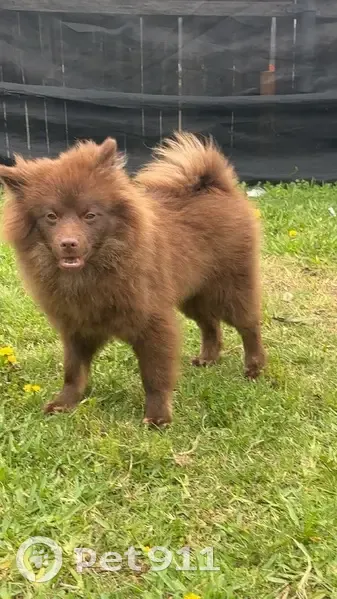 Lost dog, Butterfield Drive, 1402, Mesquite - male, small fluffy brown puppy - photo