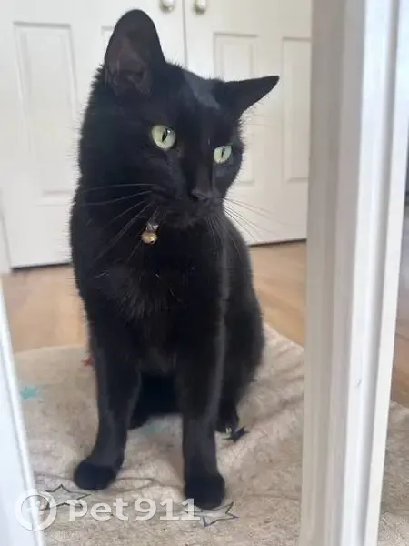 Lost cat, Alpinia Place, Logan City, Rochedale - male, black, collar with a bell - photo