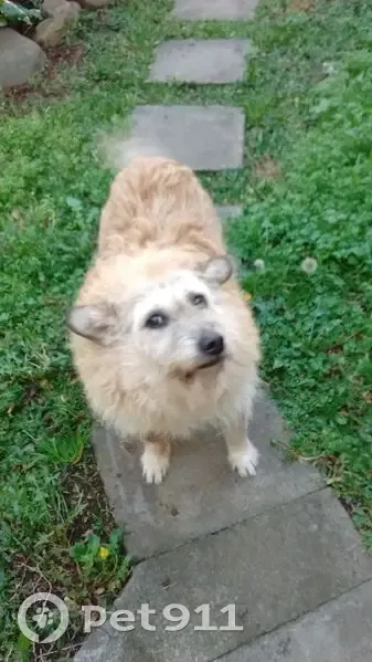 Cachorro perdido Fêmea (brl002792) - photo