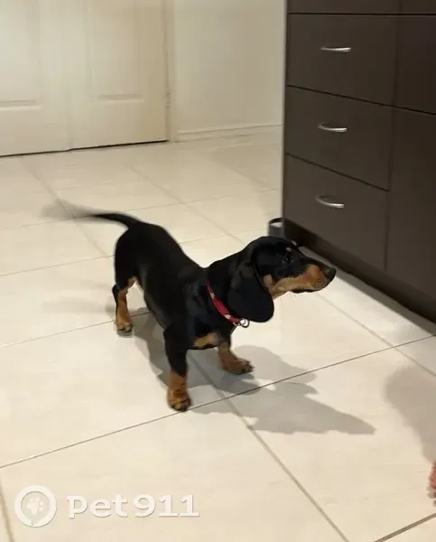 Lost dog, Gosnells - photo