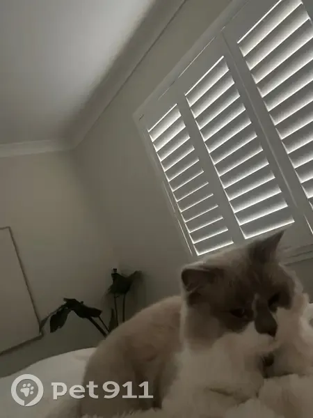Lost cat, Brisbane - photo