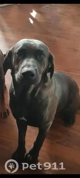 Lost dog, female, Whittlesea - Yea Road, Yea - black coat, white chest patch, reflective collar - photo