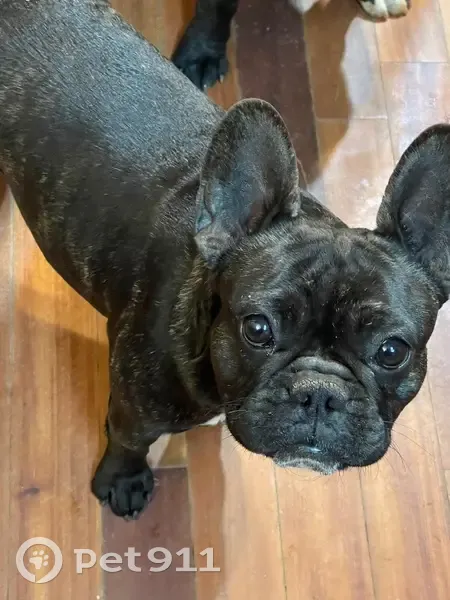 Lost dog, Copper Grove Lane Northeast, 2305, Northwest Harbor, Buford - female, brindle - photo