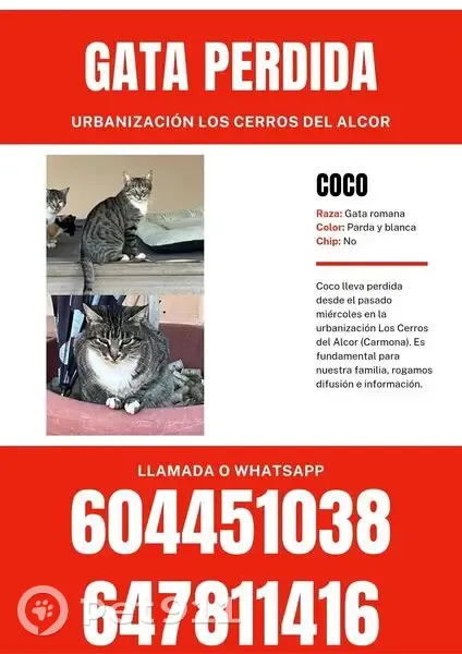 Perdido gato hembra, Avenida de los Hinojos, Carmona - sin chip - photo