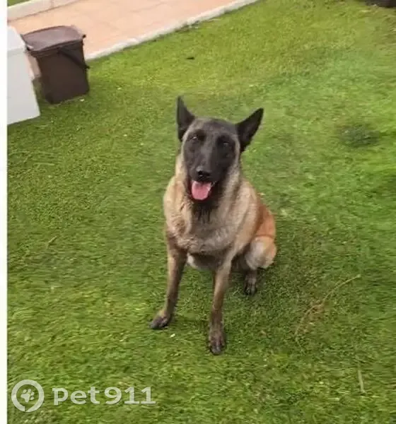 Encontrado perro hembra, Carrer Noruega, 493, Els Hostalets de Pierola, Olesa de Montserrat — pastor belga malinois y cachorro de unos 9 meses - photo