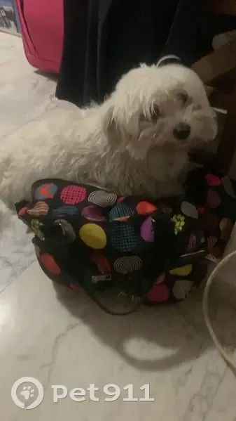 Perdido perro masculino, Carmen de Burgos, 2, Gelves, Mairena del Aljarafe - blanco, bichón maltés, con chip - photo