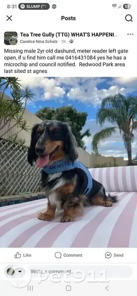 Lost dog, Oval Avenue, Adelaide, Para Hills — male, desexed, one blue eye and one brown eye - photo