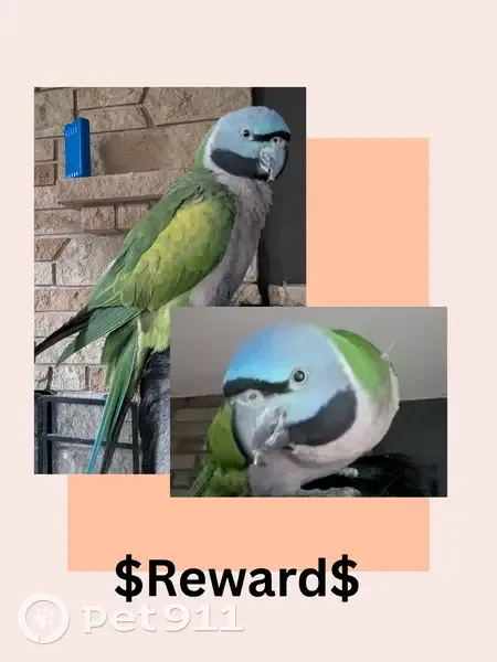 Lost bird, Twilight Lane Southwest, 9220, Lakewood - female, green body, blue head - photo