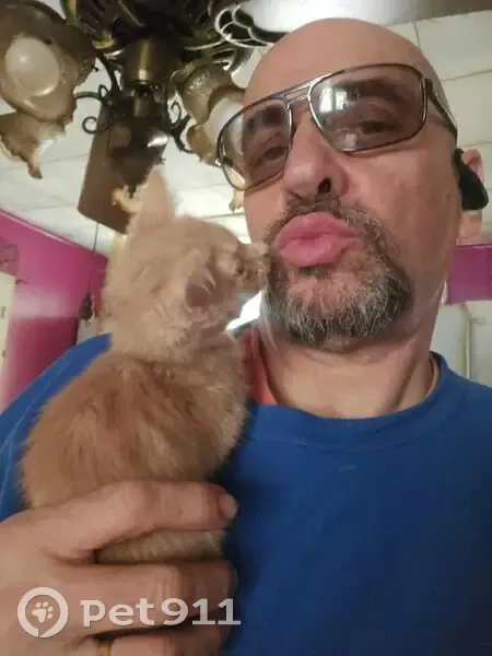 Lost cat female, Amherst Drive, 18, Pennsville Township, New Castle - petite 3-month-old indoor kitten - photo