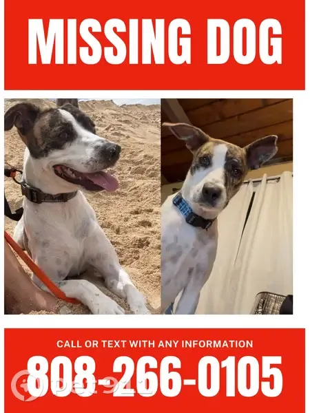 Lost dog, Fricke Street, Makaha, Waianae - female, white with brindle patches - photo
