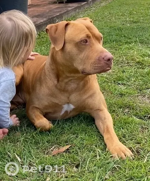 Lost dog, Eatonvale Road, 406, Oakhurst - male, wearing a black collar - photo