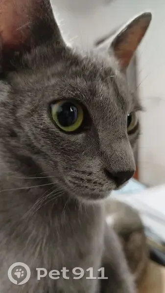 Gato desaparecido Macho (brl002796) - photo