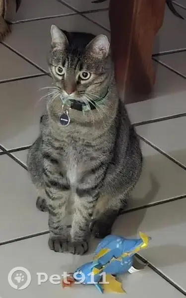 Gato perdido macho, Santa Ana, 4555, Zapopan, Guadalajara, con una pequeña herida cerca del pecho - photo