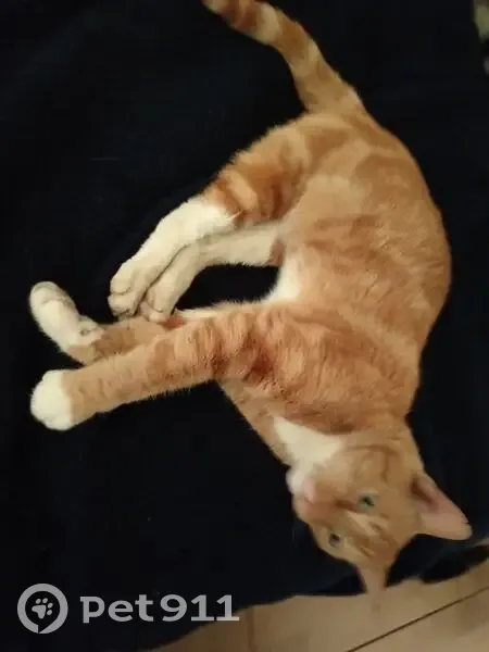 Lost cat, Jan Marx Street, 9, Bloemfontein - male - photo