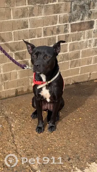 Lost dog, George Street, 703, Hawkesbury City Council, Sydney - female Staffy x, black with white on chest and belly - photo