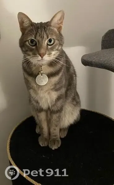 Lost cat, male, Kirriemuir Drive, 52, Westville, Berea - grey tabby, very shy - photo