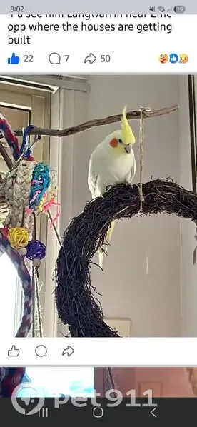 Lost bird, Trinity Drive, 1, Frankston, Langwarrin - male cockatiel, yellow, not a strong flyer - photo