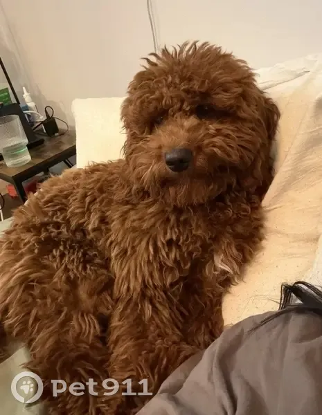 Lost dog, Cherry Valley, Illinois - small reddish brown golden doodle wearing a red harness - photo